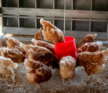 peep of brown chicken