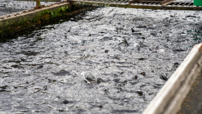 trout in water on industrial farm